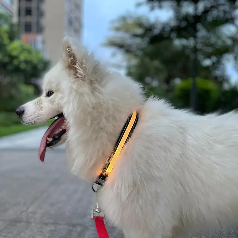 Dog LED Light Up Collar