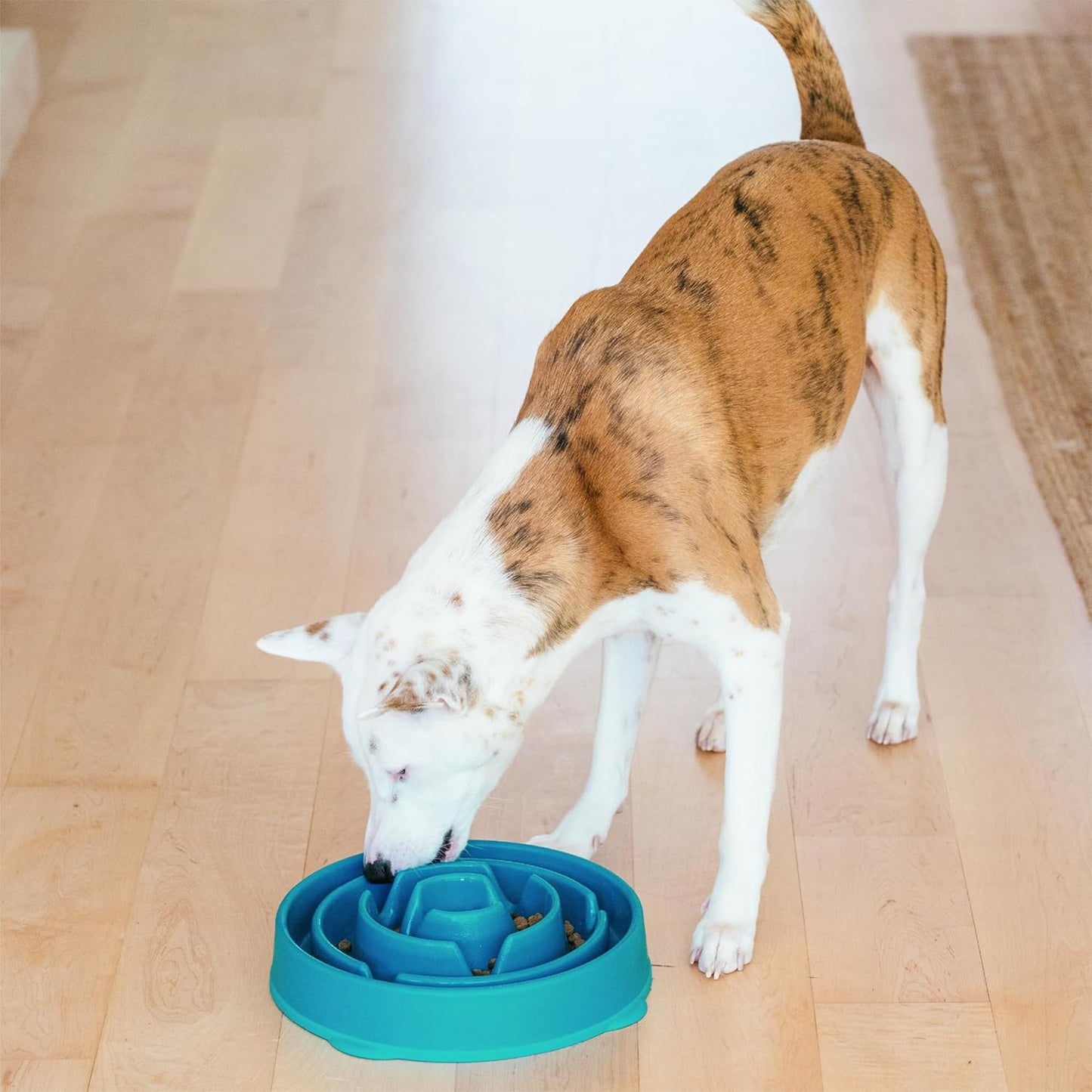 Fun Feeder Slo Bowl, Slow Feeder Dog Bowl, Large/Regular, Turquoise