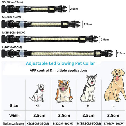 Dog LED Light Up Collar