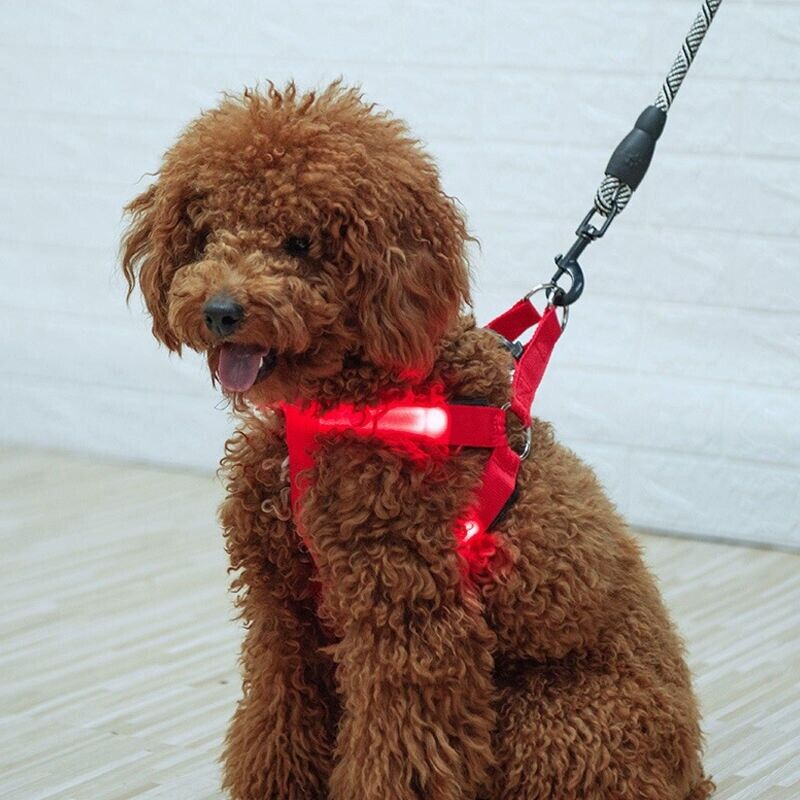 USB RECHARGEABLE Led Dog HARNESS ( Glow Flashing Light-Up Night Safety)